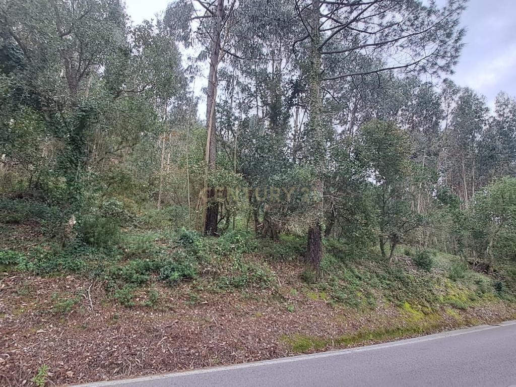 Terreno com Eucaliptos à Venda – Natureza e Tranquilidade em Mafra - Image 2
